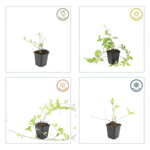 Vinca major 'Alba' - ↕10-25cm - Ø9cm - 60x