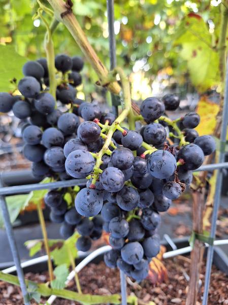 Vitis 'Boskoop Glory' - raisin bleu - Haie prête à l'emploi - 120 x 180 cm