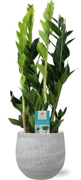 Zamioculcas Zamiifolia - Ø17cm - ↕70cm + Pot Ryan D18x16cm - Blanc