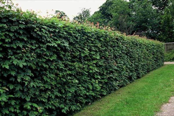 Acer campestre  - Blote wortel - 40/60 - 25x