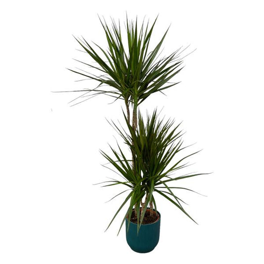 Dracaena Marginata - ↨120cm - Ø21cm incluant elho Vibes Fold Round bleu D22xH20