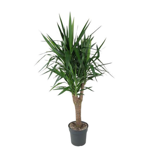 Yucca Elephantipe ramifié - 150 cm - ø31
