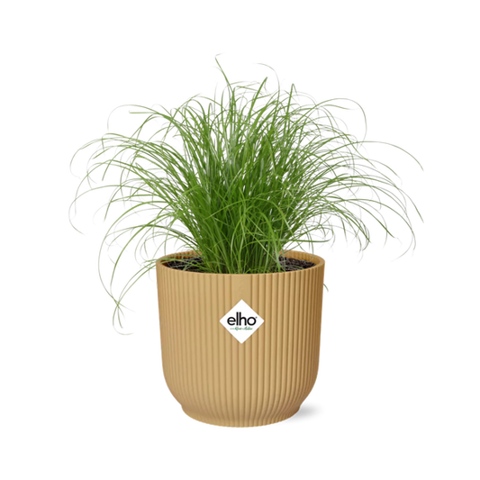 Cyperus Alternifolius Zumula in ELHO Vibes Fold 14cm geel