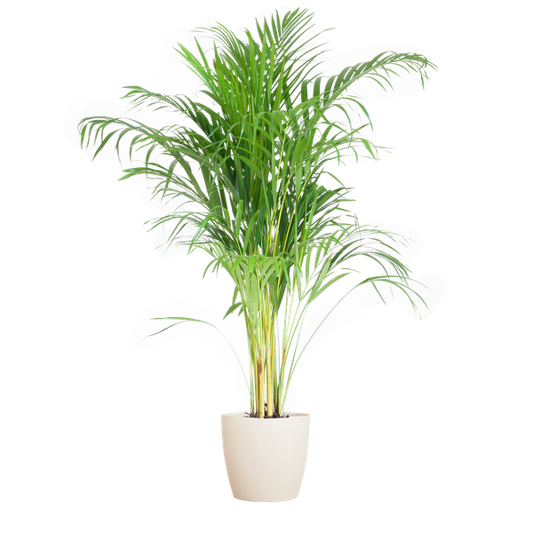 Palmier Areca (Dypsis) avec Viber blanc - 100cm - Ø21