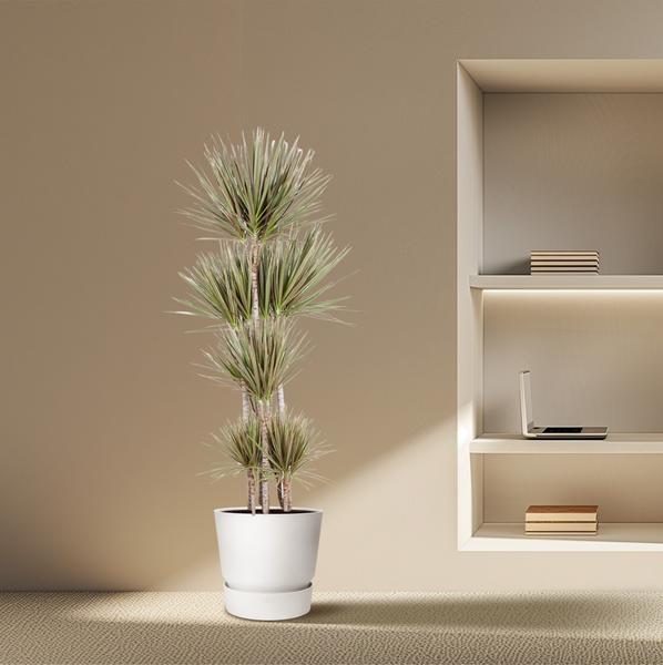Carrousel Dracaena Bicolore - 180 cm - ø34