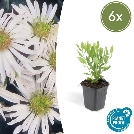 Aster ageratoides 'Ashvi' - ↕10-25cm - Ø9cm - 6x