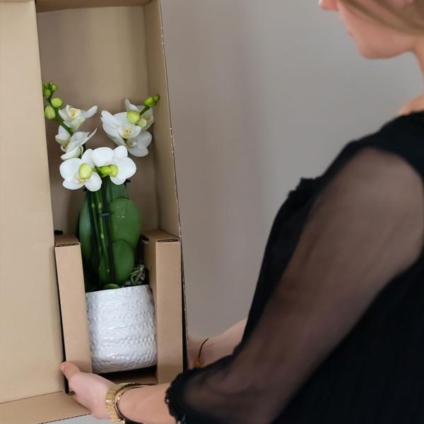 Orchidées colibris | Orchidée Phalaenopsis blanche – Amabilis + Pot décoratif diamant doré – taille du pot Ø9cm – 40cm haut | plante d'intérieur fleurie en pot de fleurs - fraîche du producteur