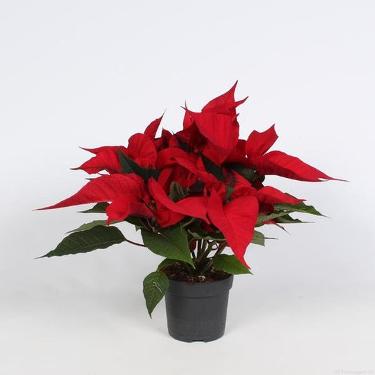 Euph. Christmas Feelings - Ø10,5cm - ↕23cm
