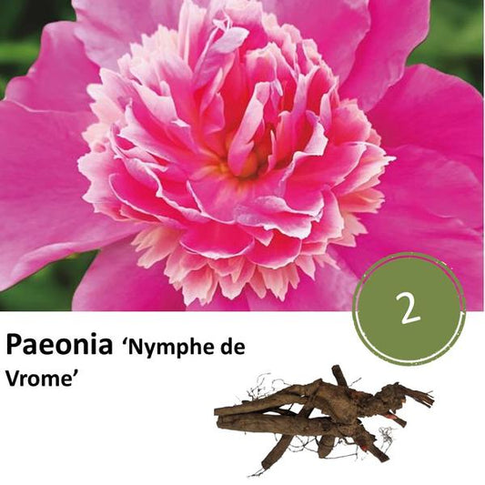 Paeonia 'Nymphe la Pieuse' - 2x