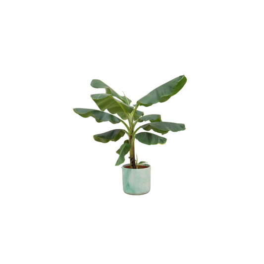 Offre combinée - Bananier (Musa) dont Ocean Round vert pacifique Ø22 - 100 cm