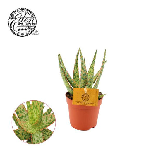 Aloès Hybride - Ø10,5cm - ↕15cm