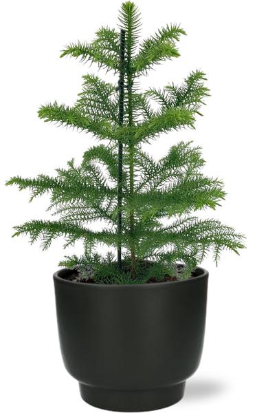 Araucaria Heterophylla - Ø14cm - ↕40cm + Pot Potenza D15x13cm - Noir