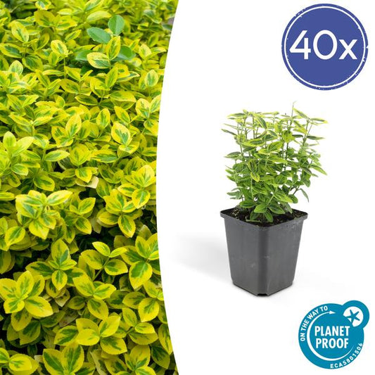 Euonymus fort. 'Emerald 'n Gold’ - ↕10-25cm - Ø9cm - 40x