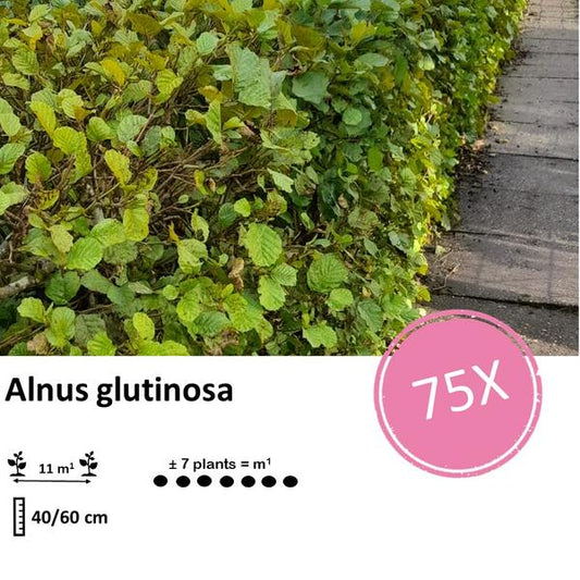 Alnus glutinosa - Racine nue - 40/60 - 75x