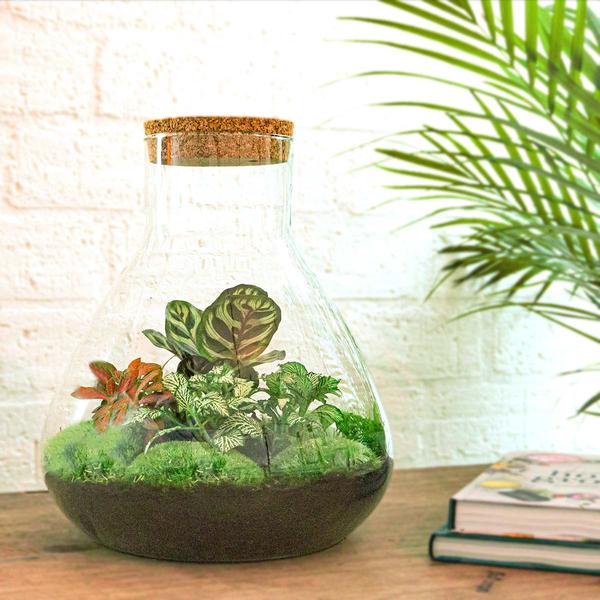 DIY terrarium - Sam XL Rood - ↕ 35 cm - Rake + Shovel + Tweezer