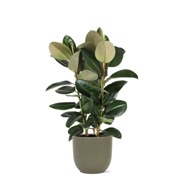 Ficus Elastica Robusta Ø27cm - ↕115cm en pot Boule OLIVE