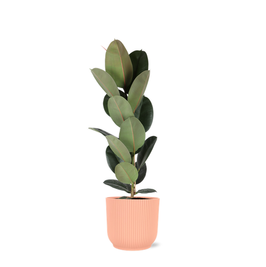 Ficus Elastica Robusta - Ø21cm - ↕90cm en pot Vibes ROSE