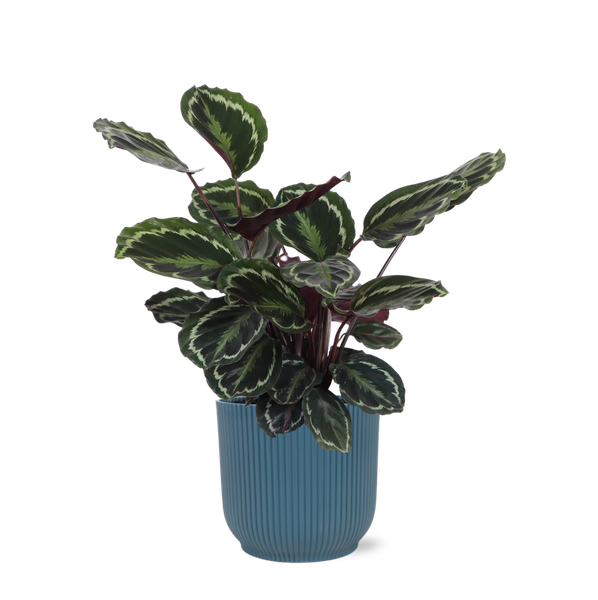 Médaillon Calathea Ø21cm - ↕70cm en pot Vibes BLEU