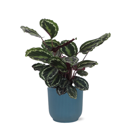 Médaillon Calathea Ø21cm - ↕70cm en pot Vibes BLEU