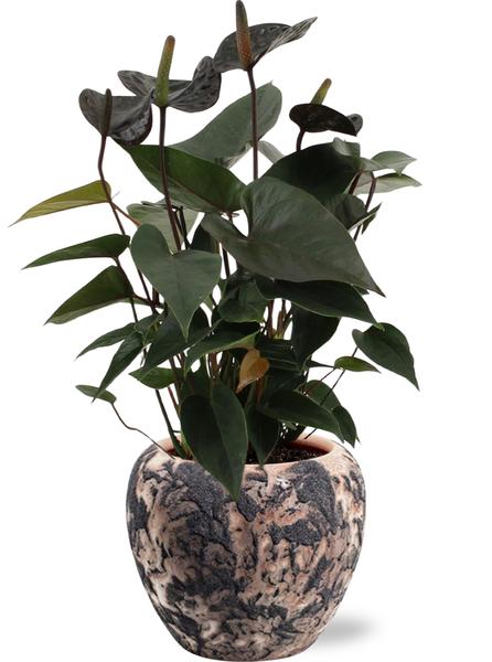 Anthurium Black Love - Ø12cm - ↕36cm + Pot Doug D14x13cm - Noir Beige