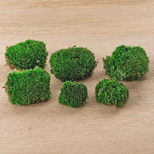 Live Cushion Moss - Mousse Fraîche Premium - 6 pcs (2 sacs)