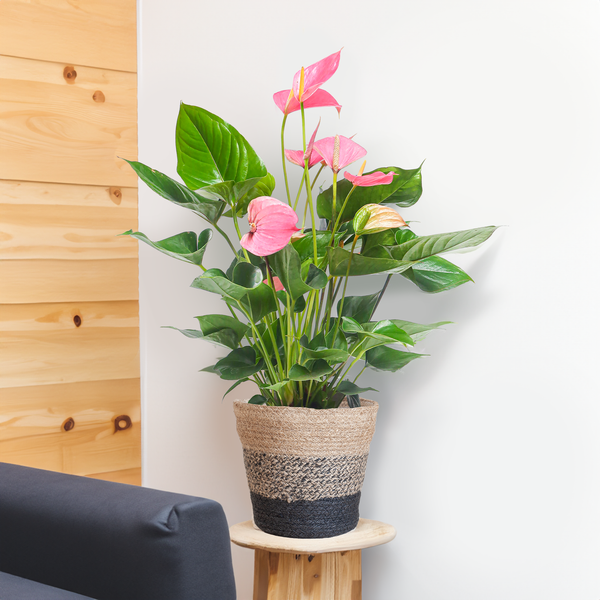Anthurium Pink explosion avec panier Lisbon noir - 55cm - Ø17