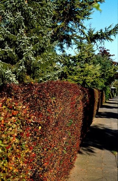 Berberis thunbergii 'Atropurpurea' - ↕30-50cm - racine nue - 100x