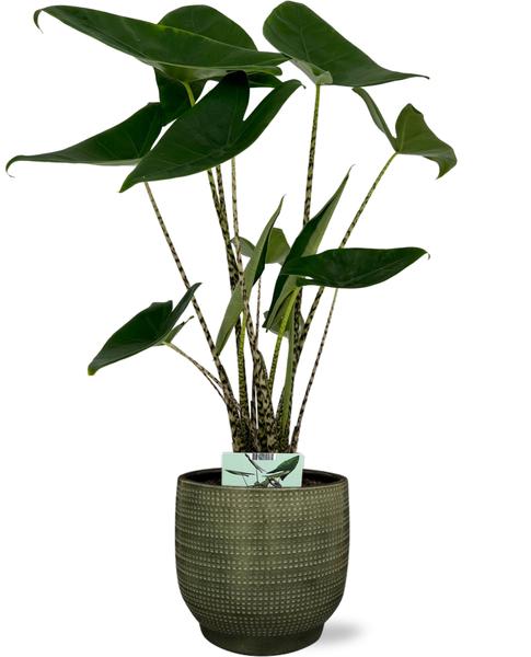 Alocasia Zebrina - Ø19cm - ↕75cm + Pot Lykke D21x20cm - Vert