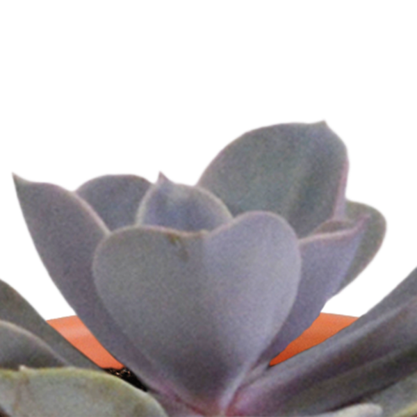 Cactus en vetplanten mix 5.5 cm | 15 stuks - in terracotta pot