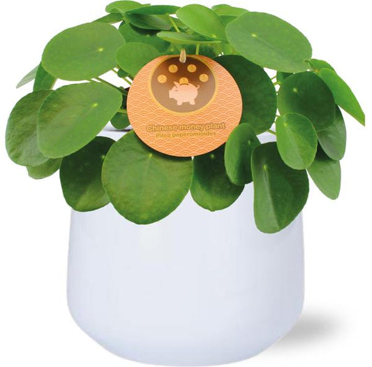 Pilea Peperomioides - Ø15cm - ↕30cm + Puglia Pot D16,5/18x16cm - Wit