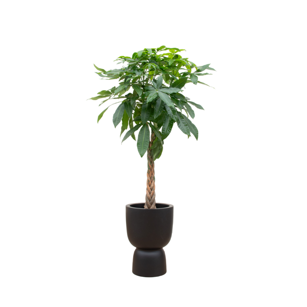 Offre combinée - Pachira Aquatica avec elho Pure Coupe noir Ø41 - 210 cm