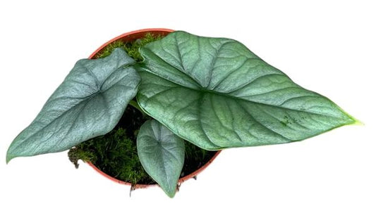 Alocasia Bisma Argent - Ø10,5cm - ↕15cm