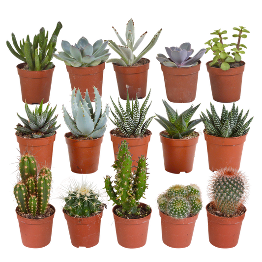 Cactus en vetplanten mix 5.5 cm | 15 stuks - zonder pot