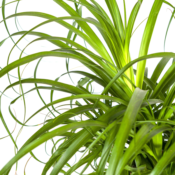 Beaucarnea Recurvata Stam Ø24cm - ↕90-100cm