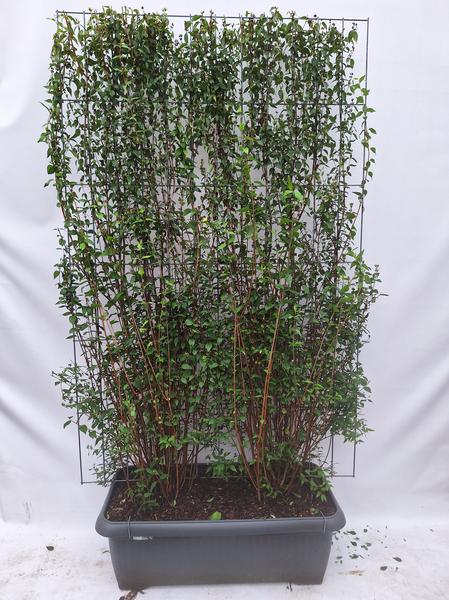 Philadelphus 'Lemoinei' - Jasmin du Fermier - Haie prête à l'emploi - 120 x 180 cm