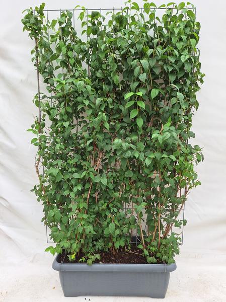 Philadelphus 'Virginal' - Jasmin du Fermier - Haie prête à l'emploi - 120 x 180 cm