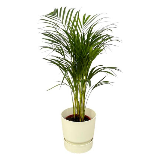 Palmier Areca - ↨85cm - Ø19cm dont elho Greenville Rond blanc D24xH23
