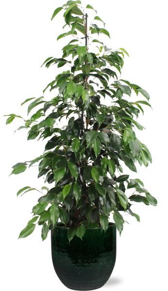 Ficus benjamina Danielle - Ø21cm - ↕95cm + Jolin Pot D24x23cm - Groen