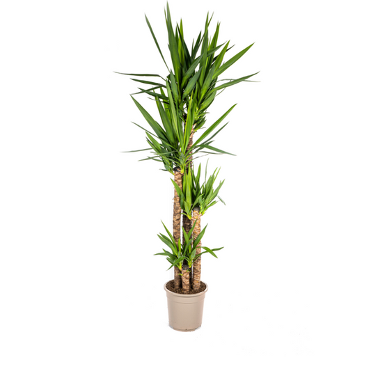 Yucca Éléphantipes Ø27cm - ↕160cm