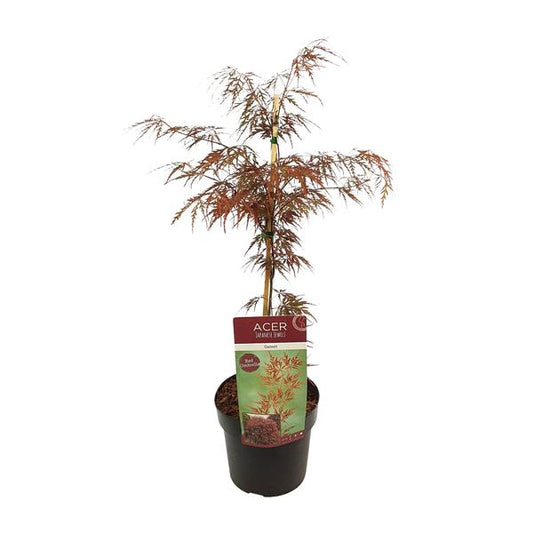 Paume d'acer. 'Grenat' - Ø19cm - ↕40cm