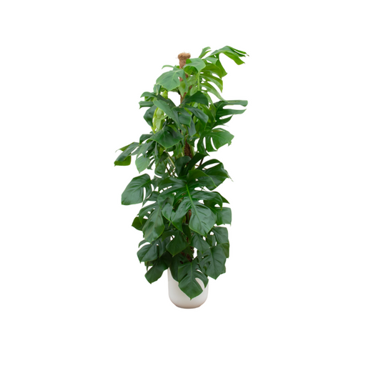 Offre combinée - Monstera Pertusum XL avec elho Jazz Round blanc Ø26 - 150 cm