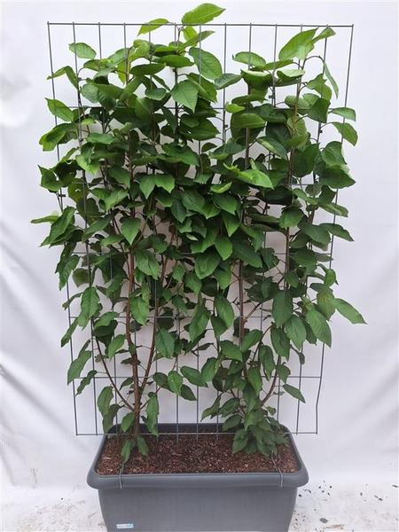 Prunus a. 'Regina' - Cerisier - Haie prête à l'emploi - 120 x 180 cm