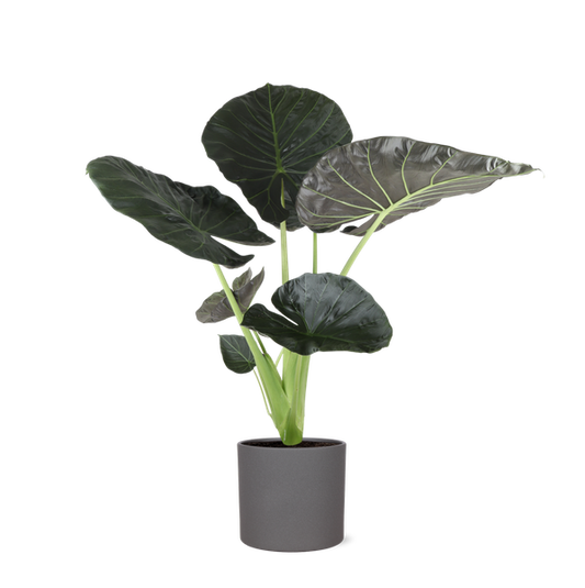 Alocasia Regal Shield Ø24cm - ↕110cm en pot Era ANTHRACITE
