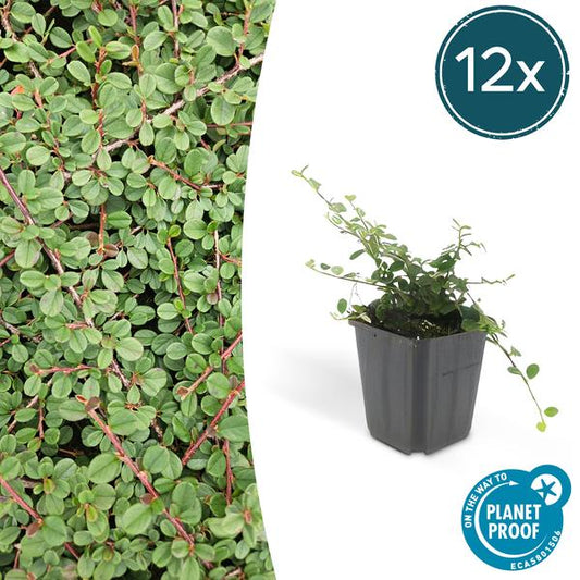 Cotoneaster pr. 'Queen of Carpets' - ↕10-25cm - Ø9cm - 12x