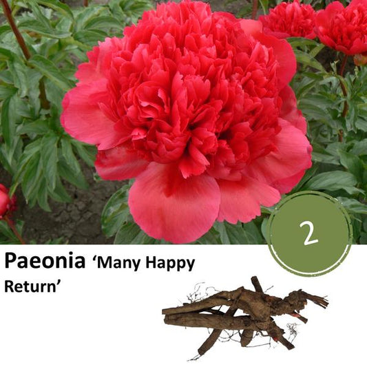 Paeonia 'Beaucoup de retours heureux' - 2x