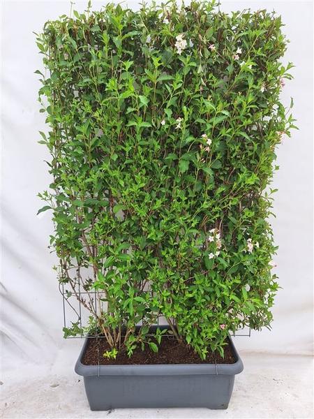 Weigela 'Rosea' - Weigelia - Haie prête à l'emploi - 120 x 180 cm