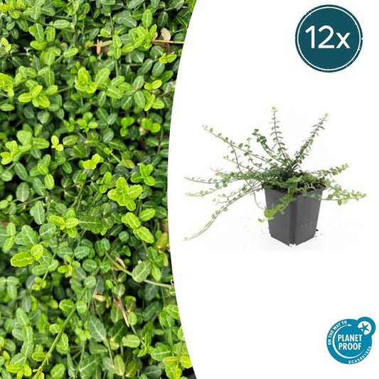 Euonymus fort. 'Minimus' - ↕10-25cm - Ø9cm - 12x
