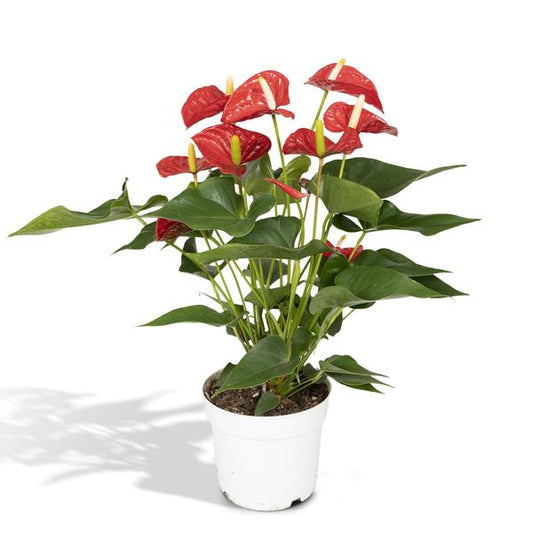 Anthurium Rouge - Ø17cm - ↕55cm