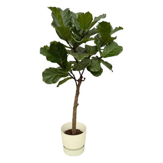Tronc Ficus Lyrata incluant elho Greenville Rond blanc - 160 cm - Ø30