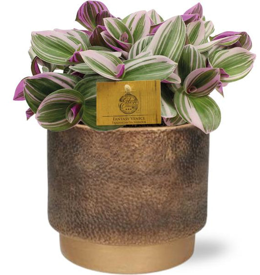 Tradescantia Nanouk - Ø15cm - ↕25cm + Merel Pot D16x14cm - Goud